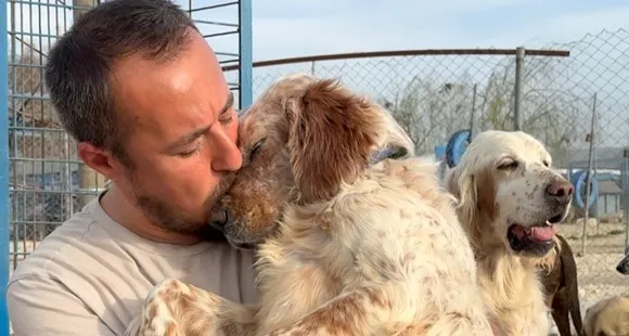 Ardeşen’de Sokak Hayvanları Tartışması: 40’a Yakın Köpek Kayıp!